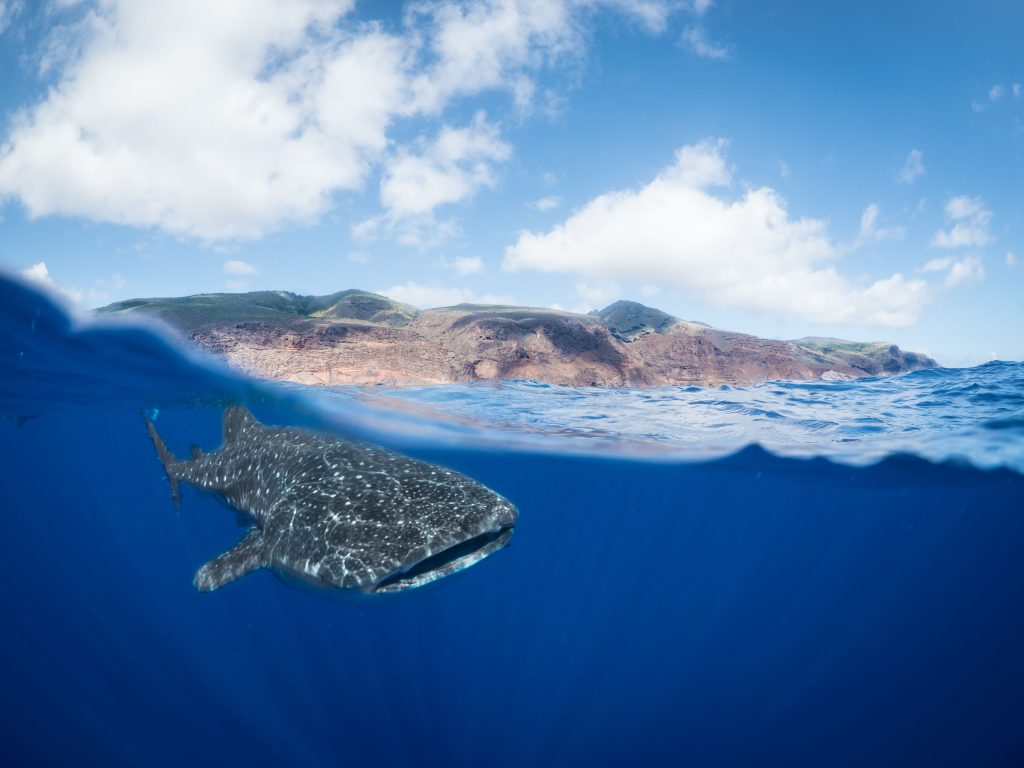 A whale shark off St Helena’s coast. Photo by Beth Taylor