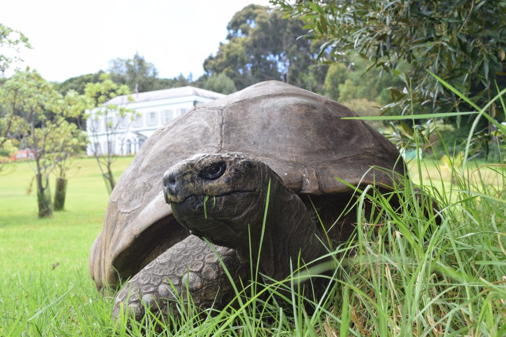Jonathan the Tortoise