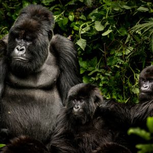 Out in the Wild: Afrigay’s Rwanda Adventure